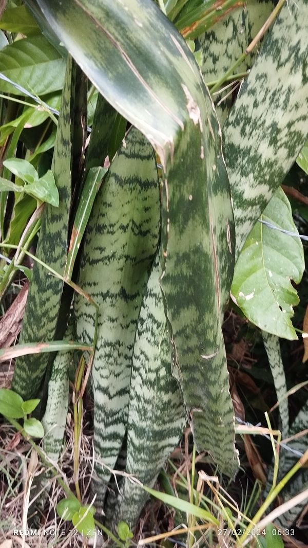 Identificação da planta Espada de São Jorge por foto