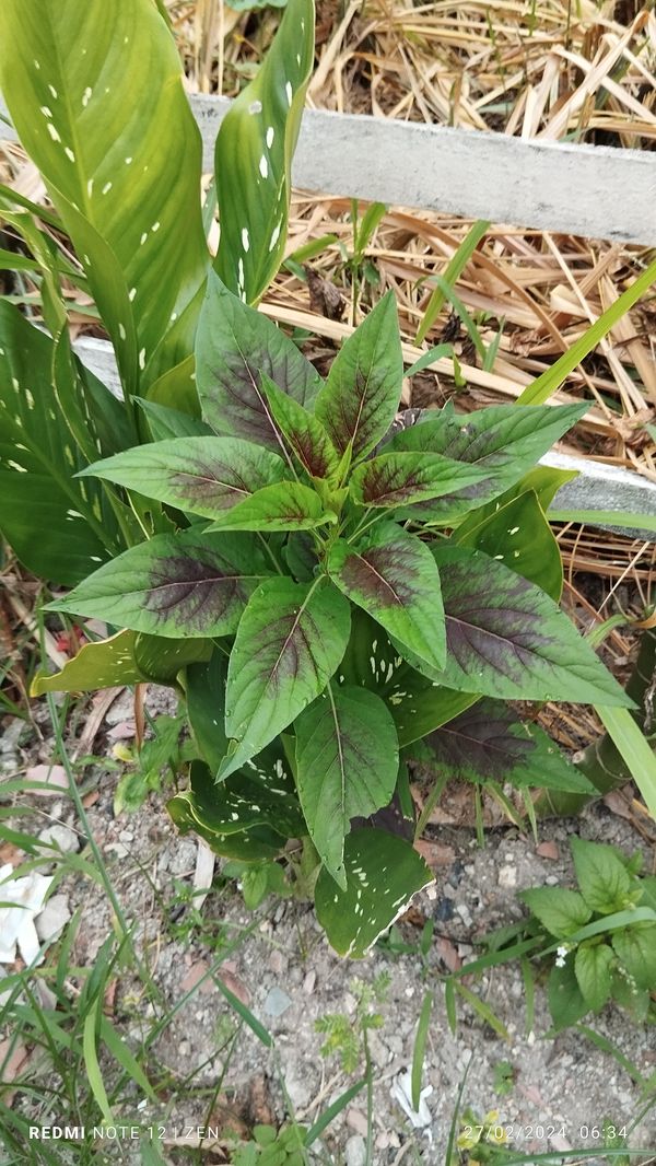 Identificação da planta Bredo por foto