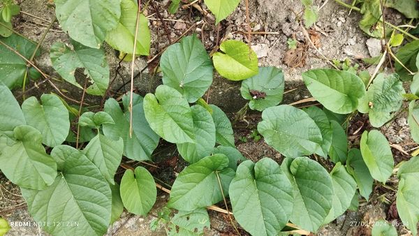 Identificação da planta Batata-de-purga por foto