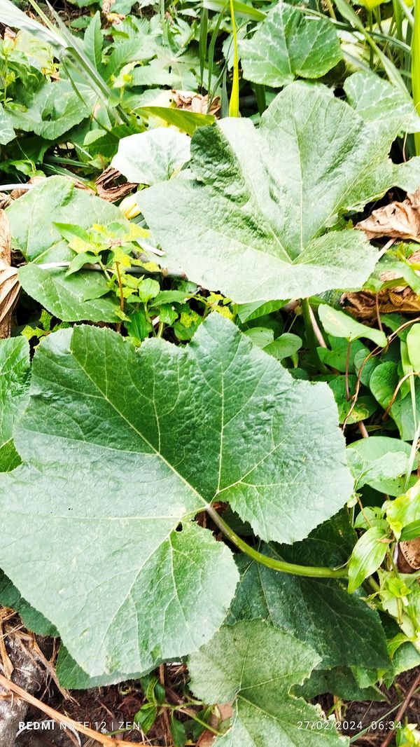 Identificação da planta Abóbora por foto