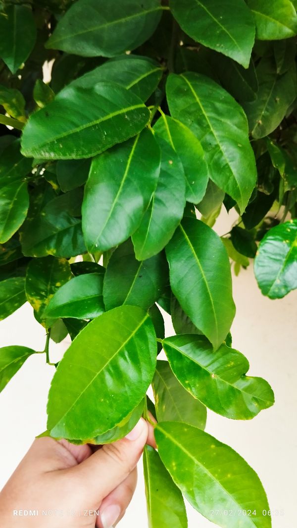 Identificação da planta Limão galego por foto