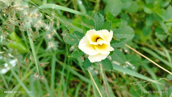 Identificação da planta Chanana por foto