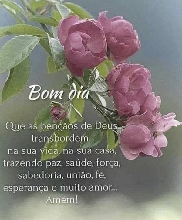 Identificação da planta Rosa Menina por foto