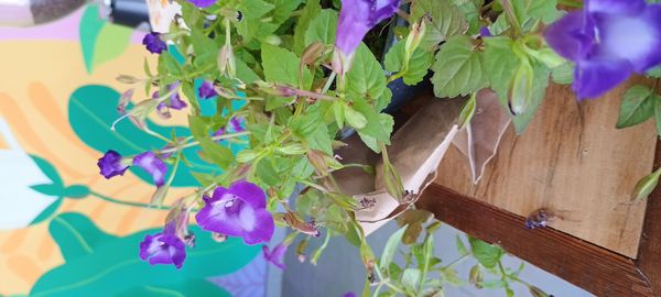 Identificação da planta Violeta-de-jardim por foto