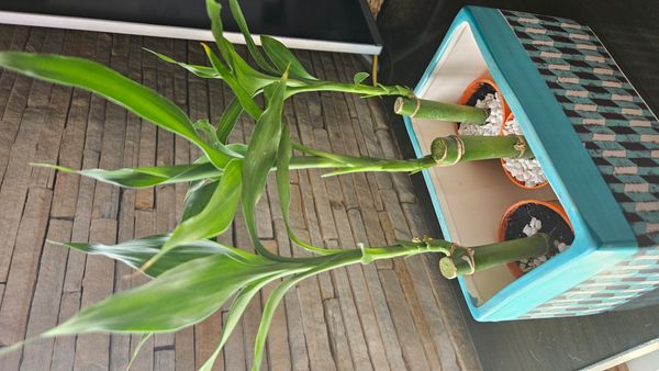 Identificação da planta Bambu da Sorte por foto