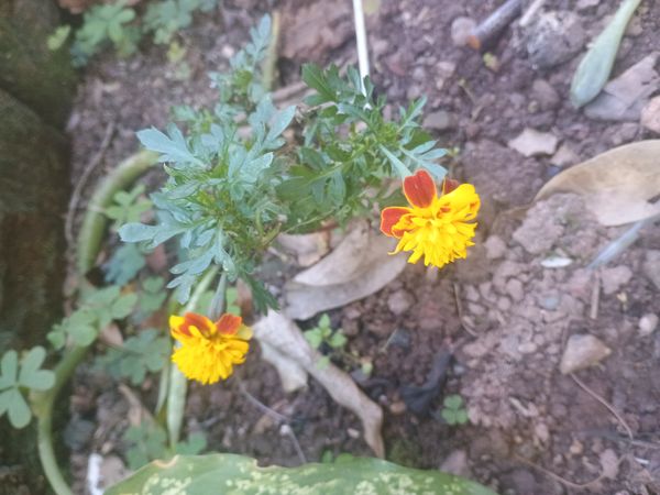 Identificação da planta Cravo-de-defunto por foto