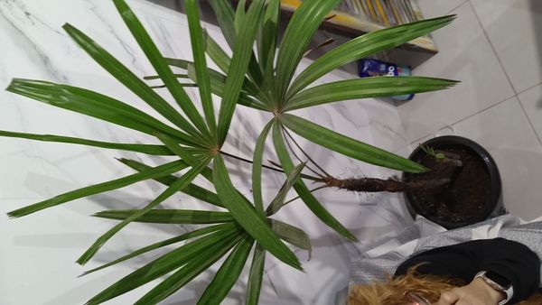 Identificação da planta Sexo por foto
