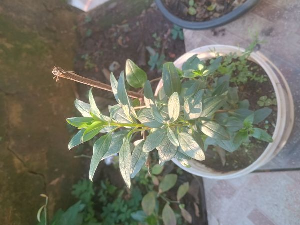 Identificação da planta Boca-de-leão por foto