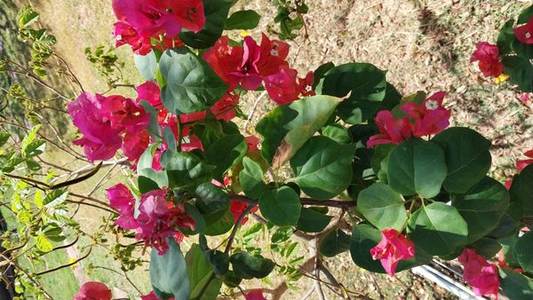 Identificação da planta Buganvilia por foto