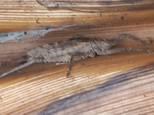 Identificação da planta Uva por foto