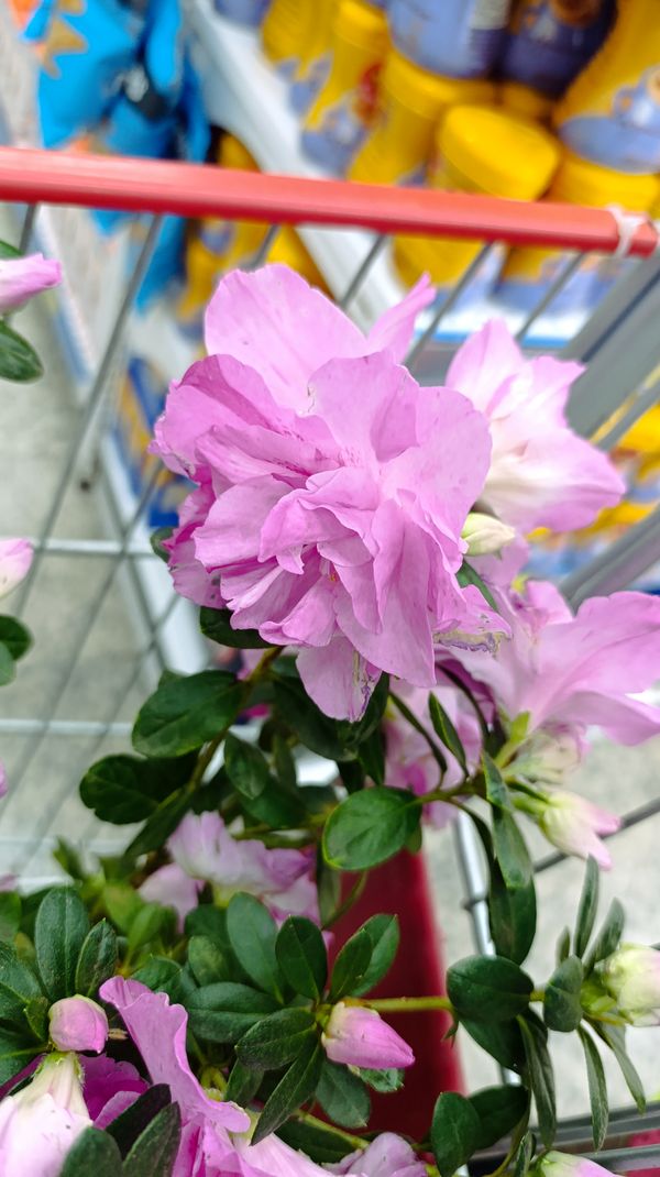 Identificação da planta Azaleia por foto