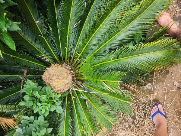 Identificação da planta Sagu-de-jardim por foto