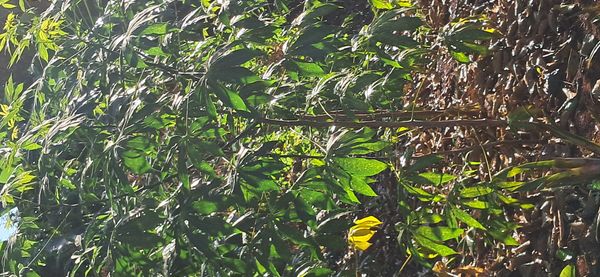 Identificação da planta Mandioca por foto