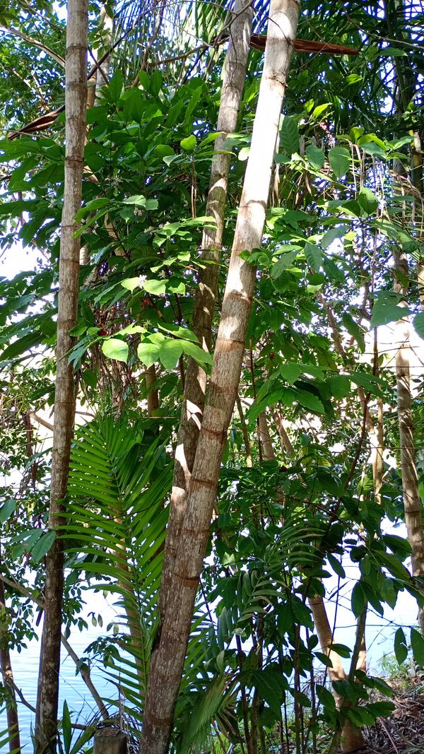 Identificação da planta Palmeira-de-jardim por foto
