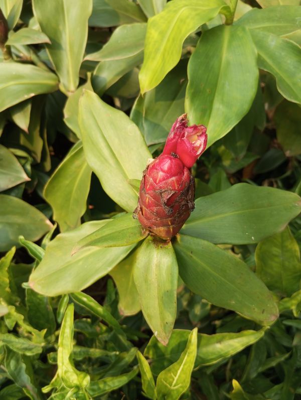 Identificação da planta Cana-do-brejo por foto