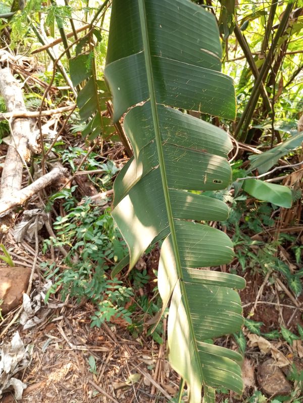 Identificação da planta Bananeira-do-brejo por foto