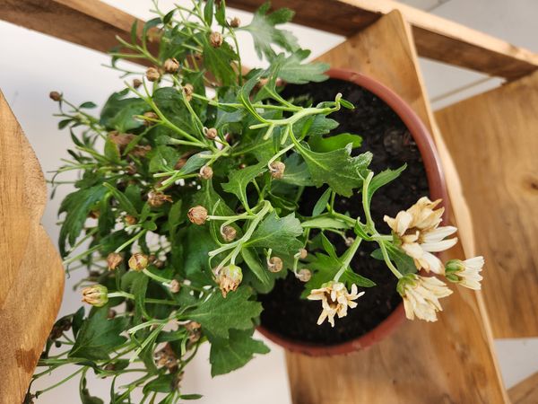 Identificação da planta Crisântemo por foto