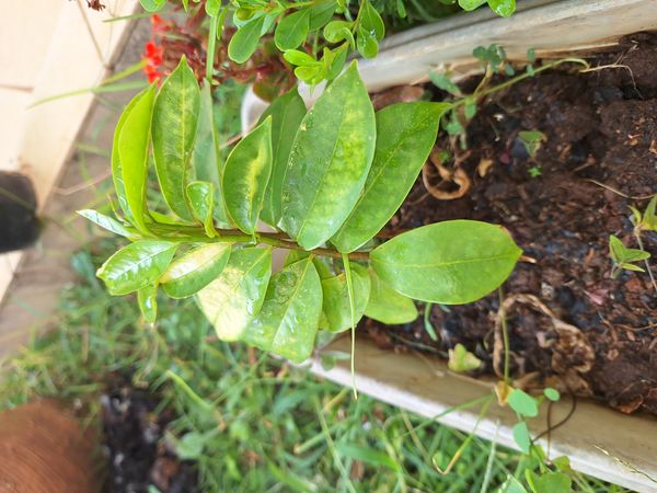 Identificação da planta Graviola por foto