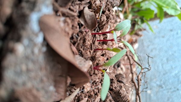 Identificação da planta Bredo por foto