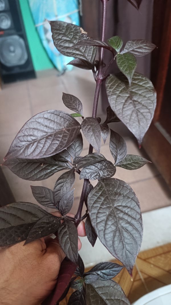 Identificação da planta Penicuíca por foto