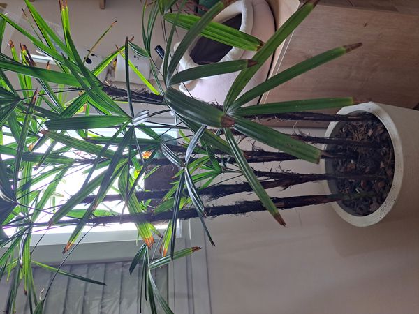 Identificação da planta Palmeira-ráfis por foto