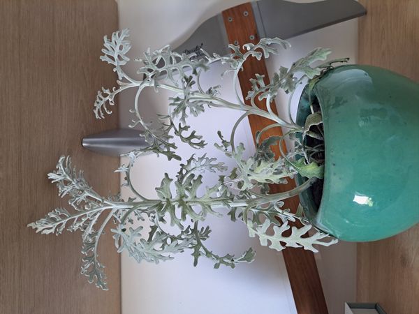 Identificação da planta Cinerária por foto