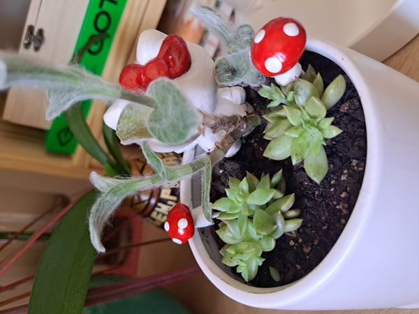Identificação da planta Veludo branco por foto