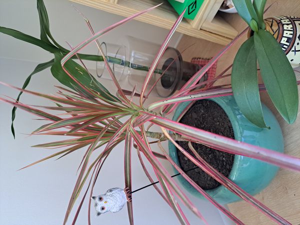 Identificação da planta Pleomele por foto