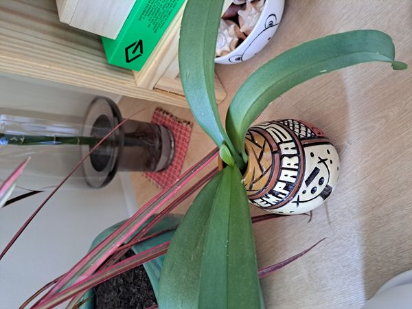 Identificação da planta Orquídea-Phalaenopsis por foto