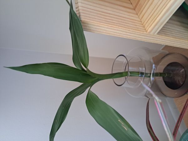 Identificação da planta Bambu da Sorte por foto