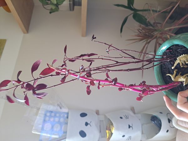 Identificação da planta Penicuíca por foto
