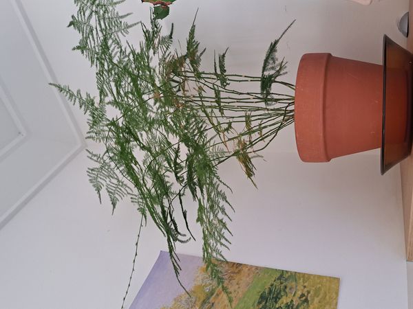 Identificação da planta Aspargo-samambaia por foto