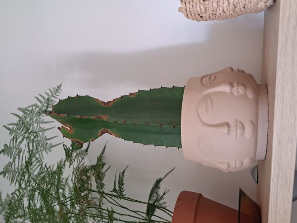 Identificação da planta Candelabro por foto