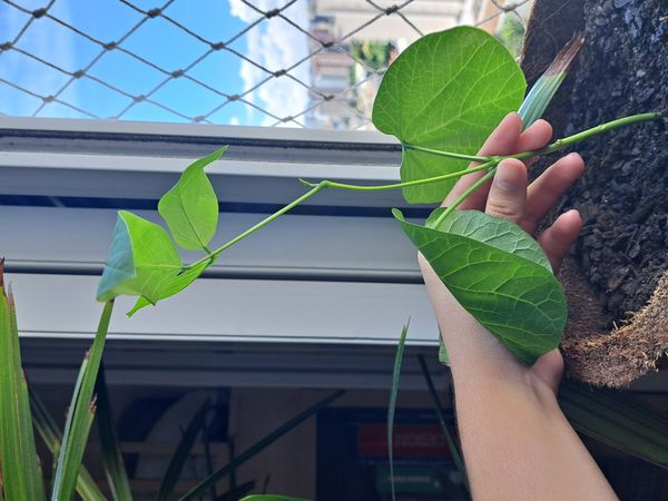Identificação da planta Feijão-de-corda por foto