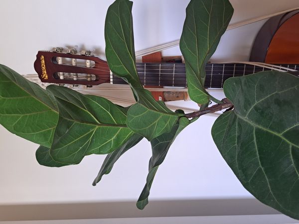 Identificação da planta Figueira-lira por foto