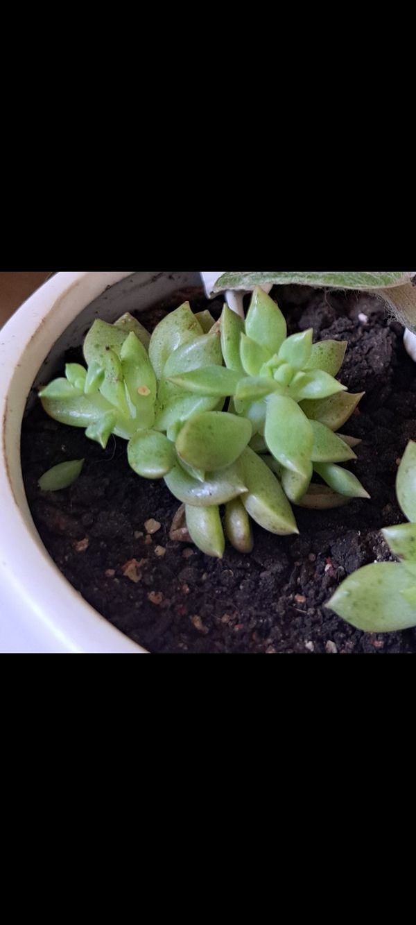 Identificação da planta Graptopetalum macdougallii não possui um nome popular amplamente reconhecido no Brasil por foto
