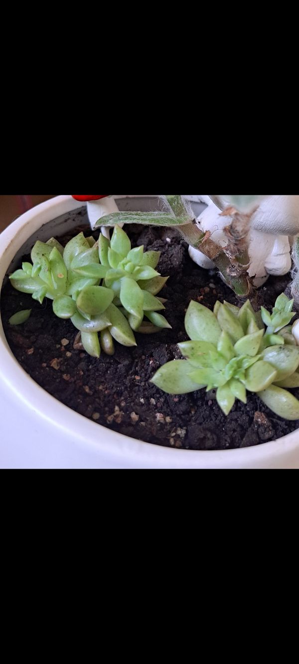 Identificação da planta Rabo-de-burro por foto