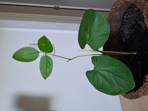 Identificação da planta Feijão-de-porco por foto