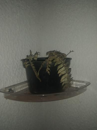 Identificação da planta Samambaia-americana por foto