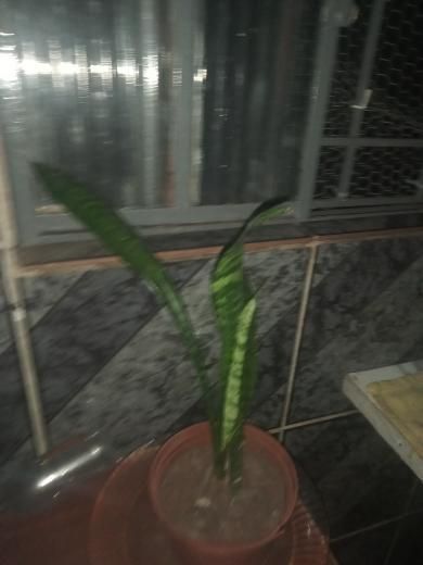 Identificação da planta Espada-de-São-Jorge por foto
