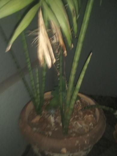 Identificação da planta Lança de São Jorge por foto