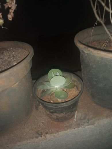 Identificação da planta Orelha-de-elefante por foto