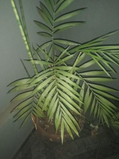 Identificação da planta Palmeira-ráfis por foto