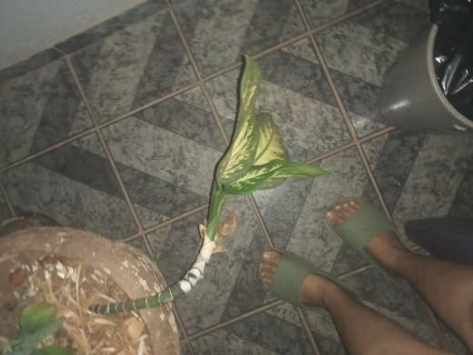 Identificação da planta Comigo-ninguém-pode por foto