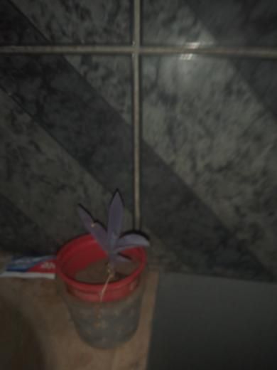 Identificação da planta Trapoeraba-roxa por foto