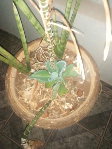 Identificação da planta Mãe de mil por foto