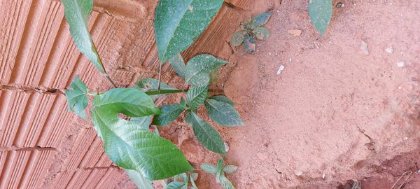 Identificação da planta Assapeixe por foto