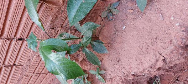 Identificação da planta Assapeixe por foto