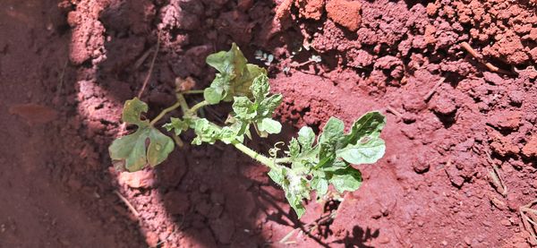 Identificação da planta Melancia por foto