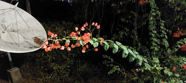 Identificação da planta Buganvilia por foto